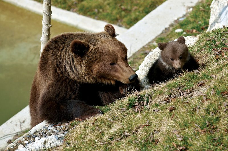 Wenn die Bären im Frühjahr aus dem Winterschlaf erwacht sind, können sie im BärenPark besucht werden. (Foto: Bern Tourismus)